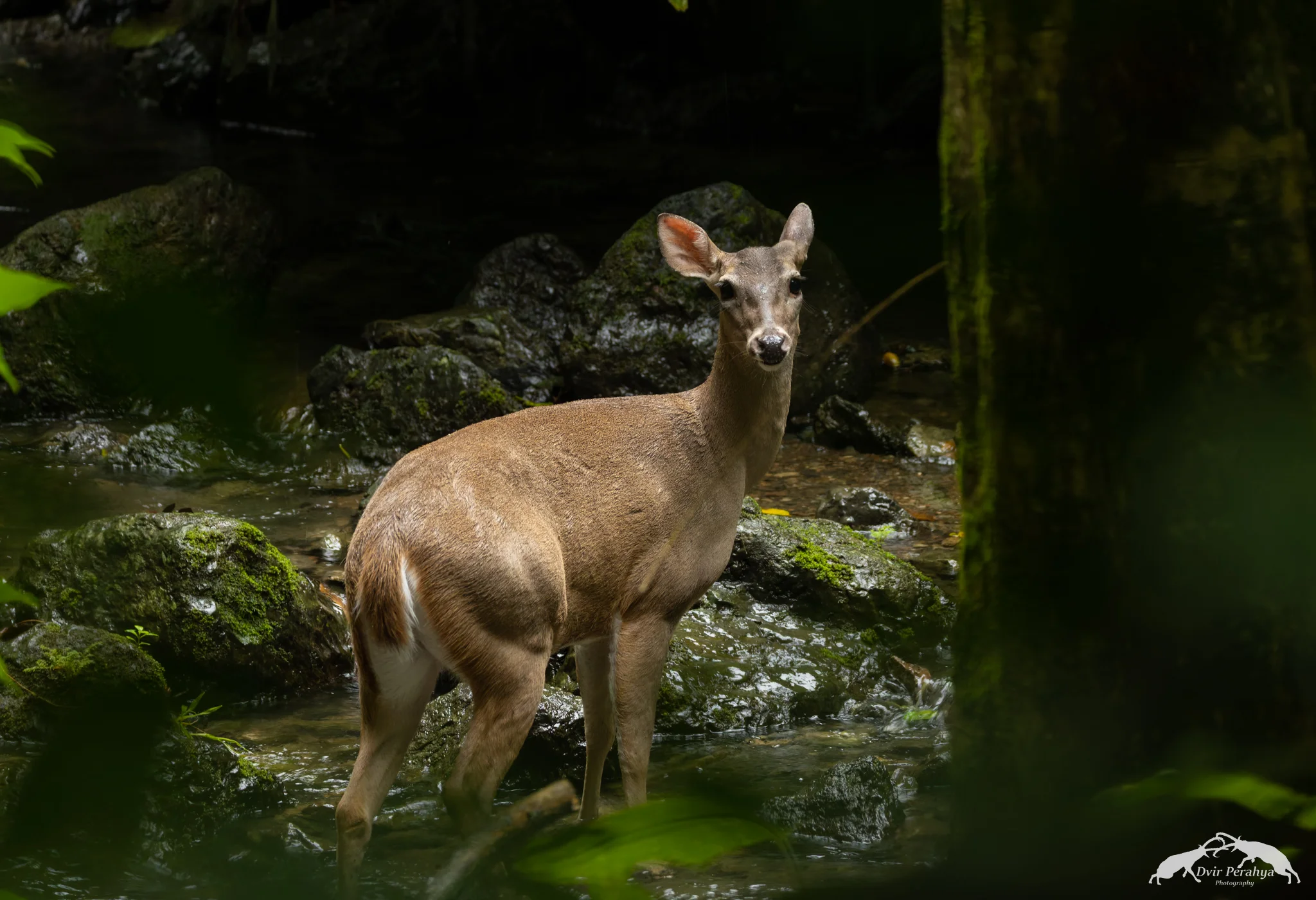 White-tailed Deer, Costa Rica Rainforest